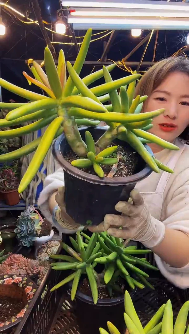 小*子23号一物一拍脱土包邮