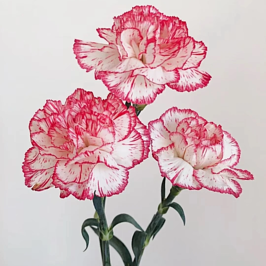 伊人单头康乃馨水培云南鲜花基地直发