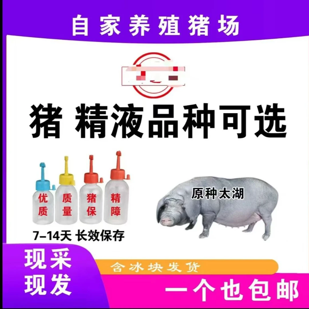 优质原种太湖母猪猪精猪用耗材