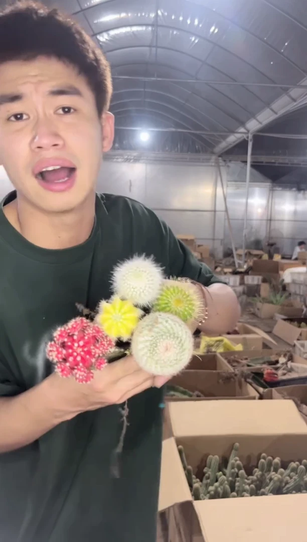 5色球组合【嫁接】