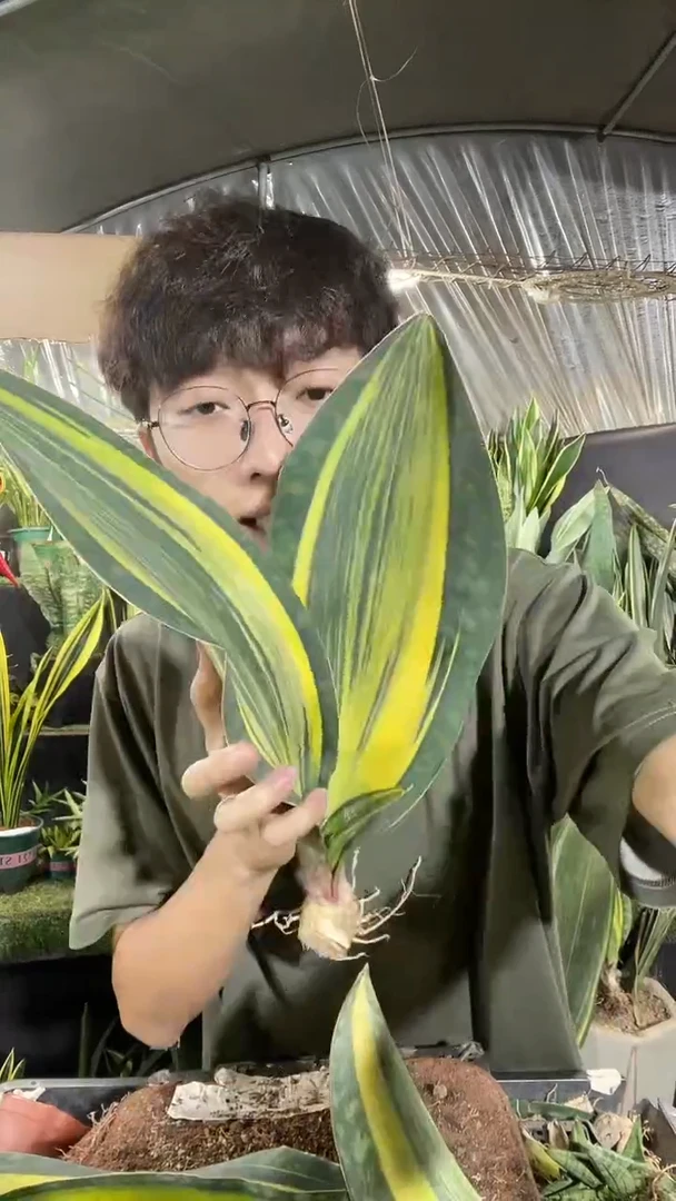 双叶黄金宝镜裸根18.8