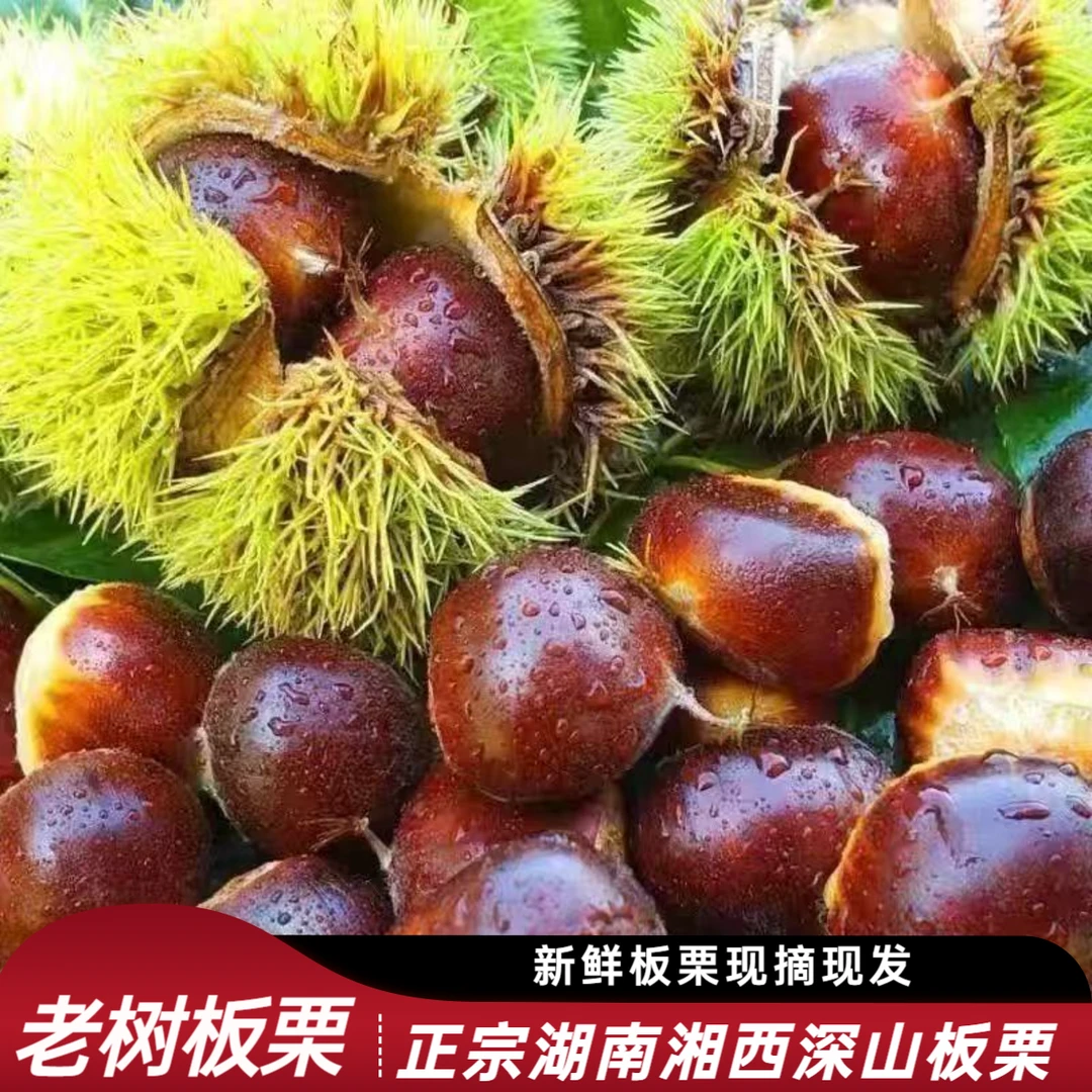 湖南湘西高山老树新鲜带壳板栗粉糯香甜易去皮