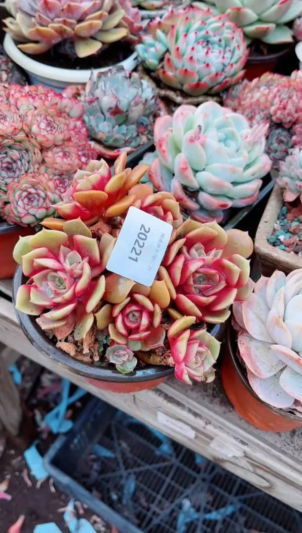 【闪购商品】20221