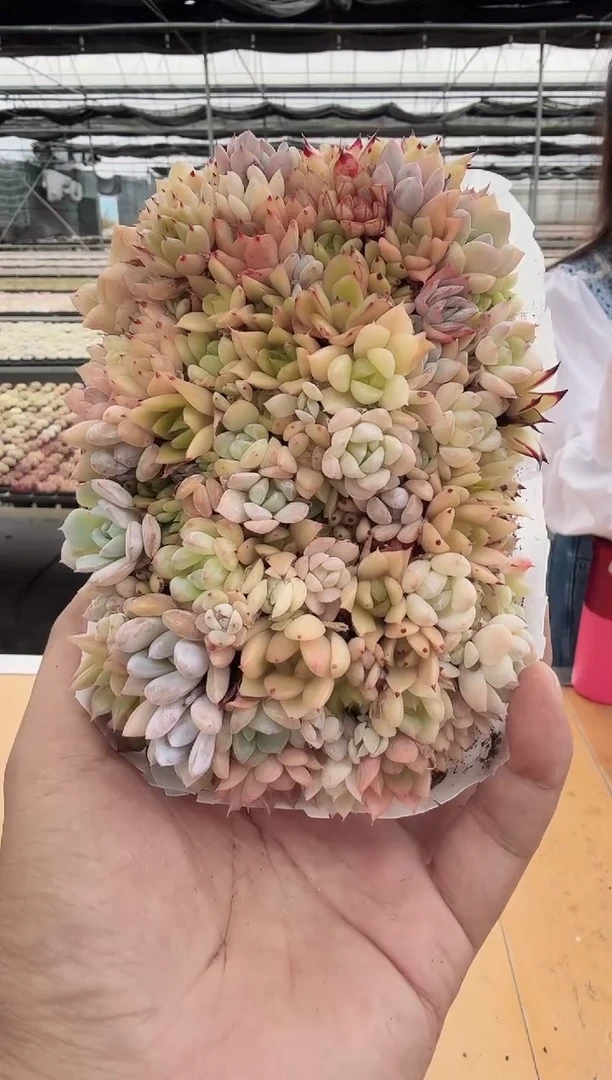 东云多肉园新款-123