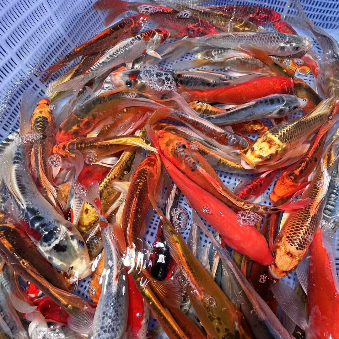 德系锦鲤鱼11-13公分 14尾温顺好养皮实耐活 包邮包损 鱼场直销