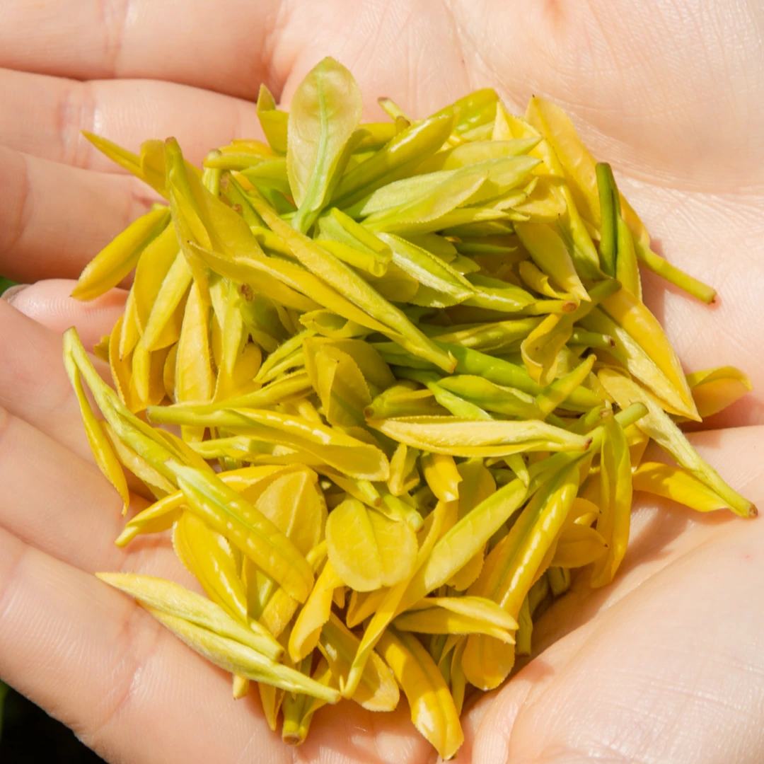 2025春茶《大李家茶叶》兰香黄金芽-H280