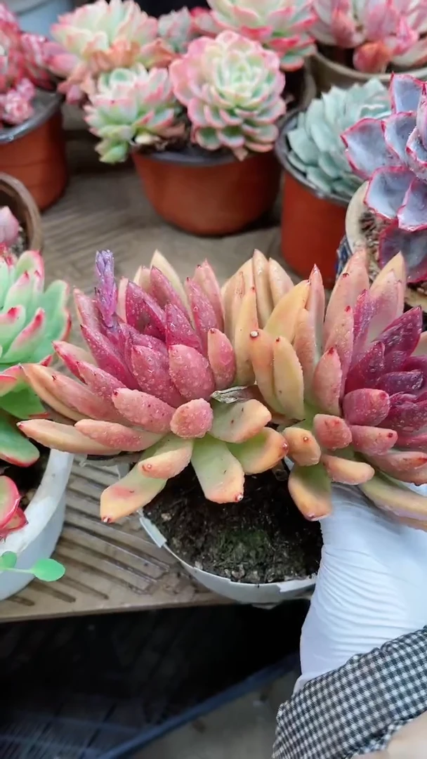 【闪购商品】16008