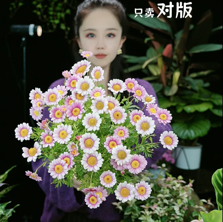 玛格丽特 可爱粉 满花苞 大苗 大花球 常年开花