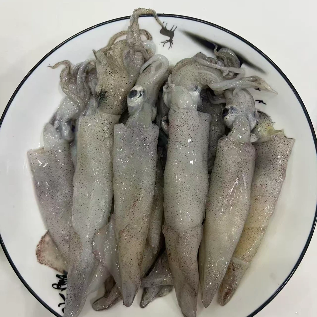 新鲜船冻海捕海兔 笔管鱼 公母混 大小混装鲜嫩