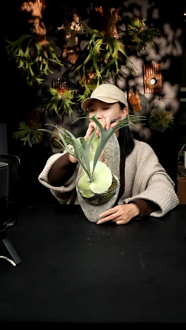 不开花植物LC1210-15 金刚狼