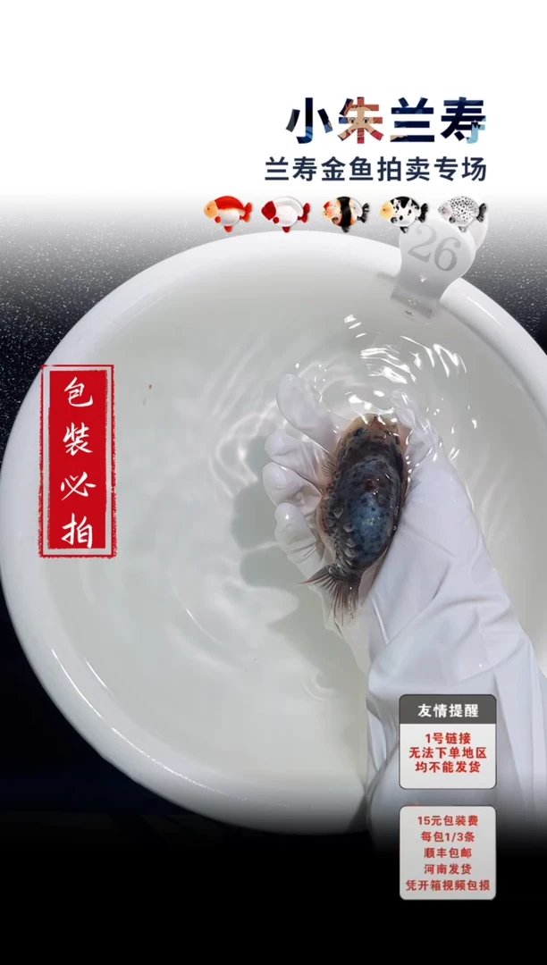 金鱼 包装必拍未拍顺丰到付26号