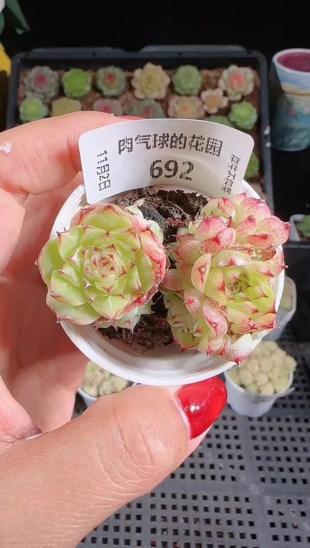 1102-692麦秆群不包整