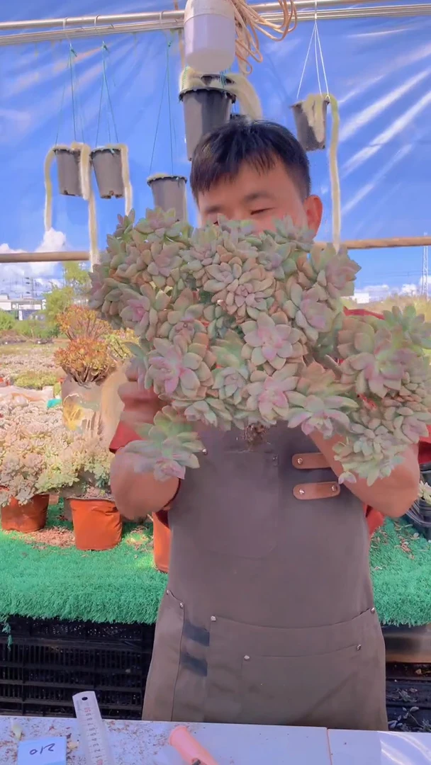 210淡雪缀化一物一拍