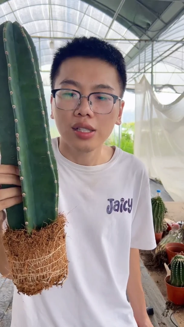 【带根】20cm+量天尺