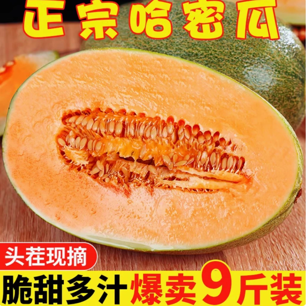 海南哈密瓜正宗晓蜜25号西州蜜脆甜网纹蜜瓜甜瓜当季带箱9斤