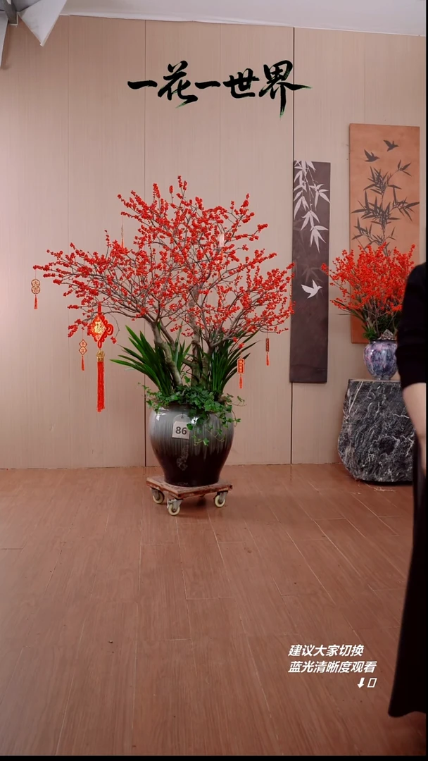 完全开放明*北美冬青86号链接