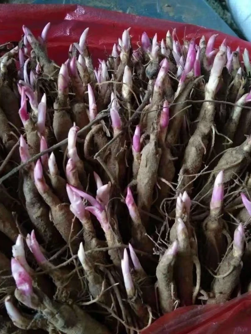 安徽亳州基地中药材新鲜赤芍苗芽赤芍芽芍药种苗种根药苗包邮