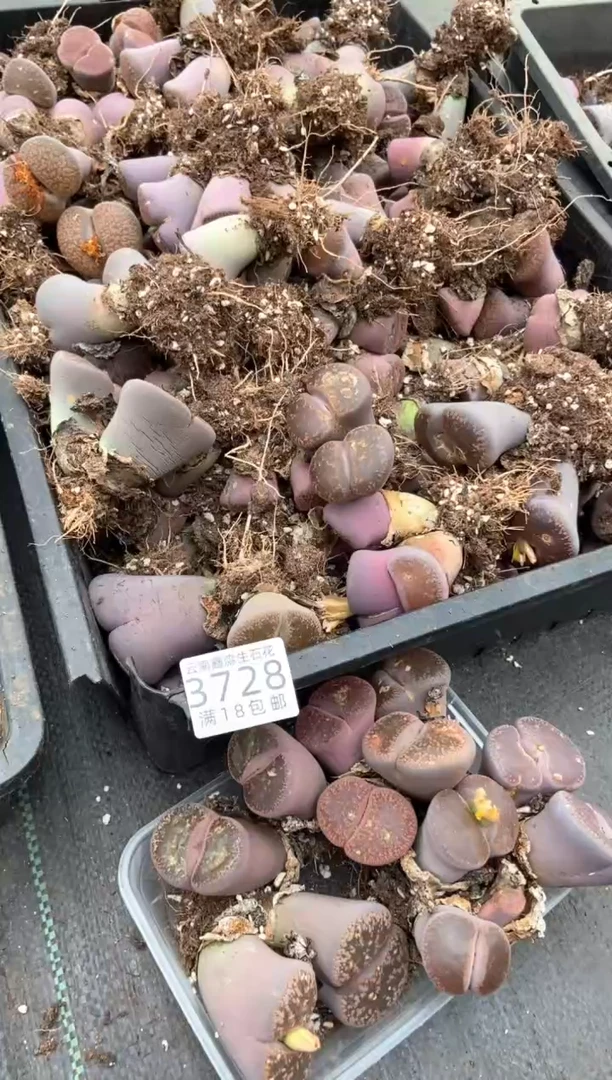 3728特价日轮玉全部有疤瑕疵长腿发货1颗量拍