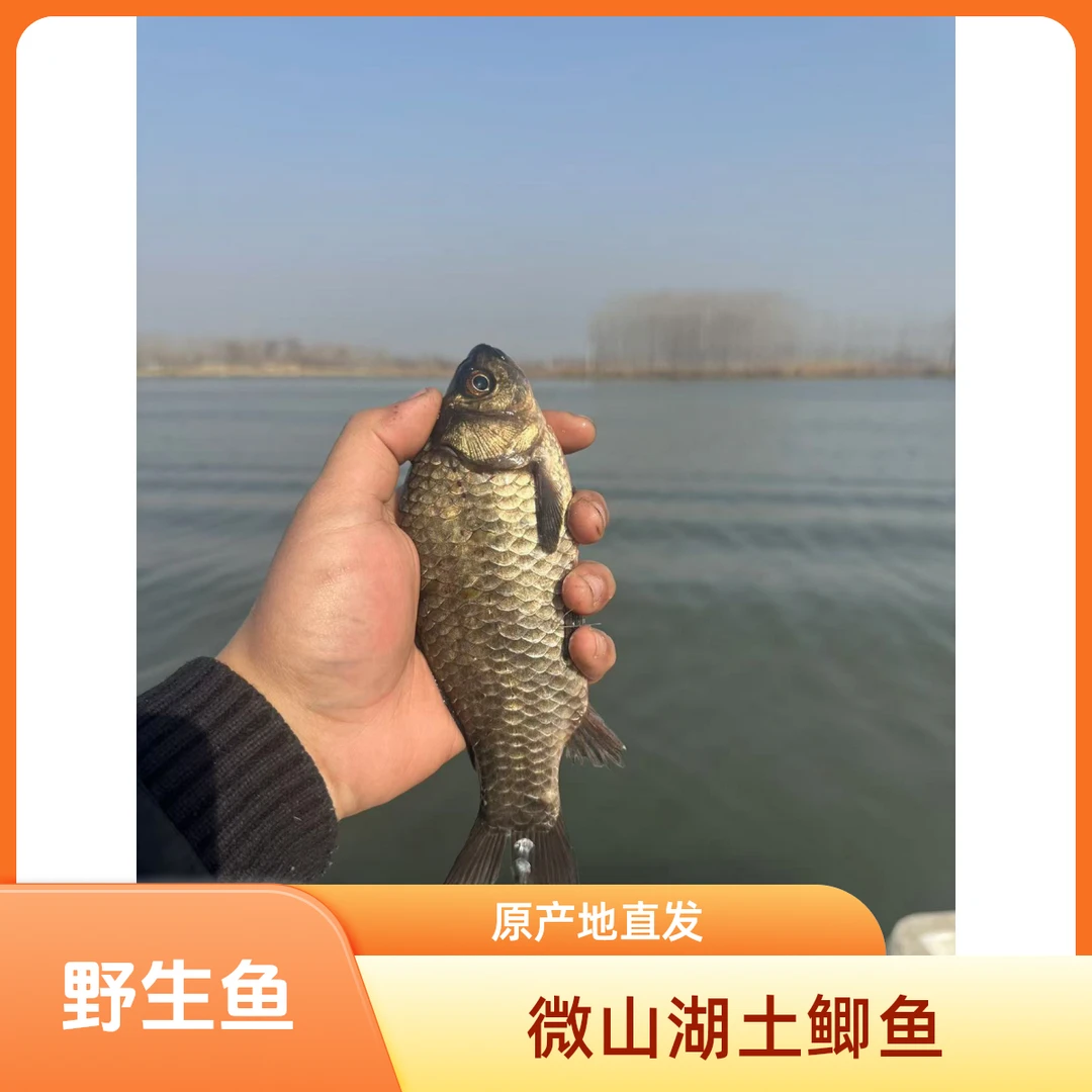 野生鲫鱼 顺丰包邮 （大小混发） 活鱼现发（新鲜宰杀）