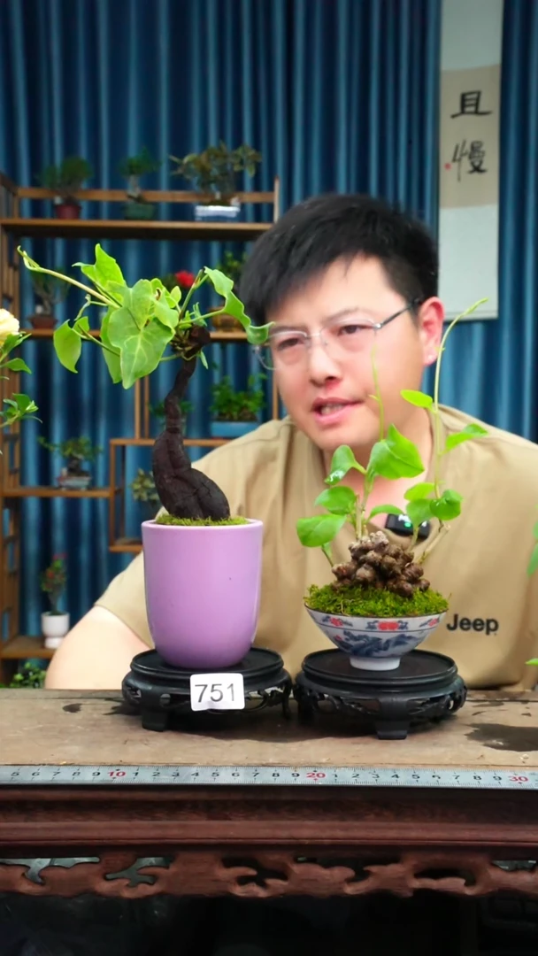 无花朵苔藓微景观751号