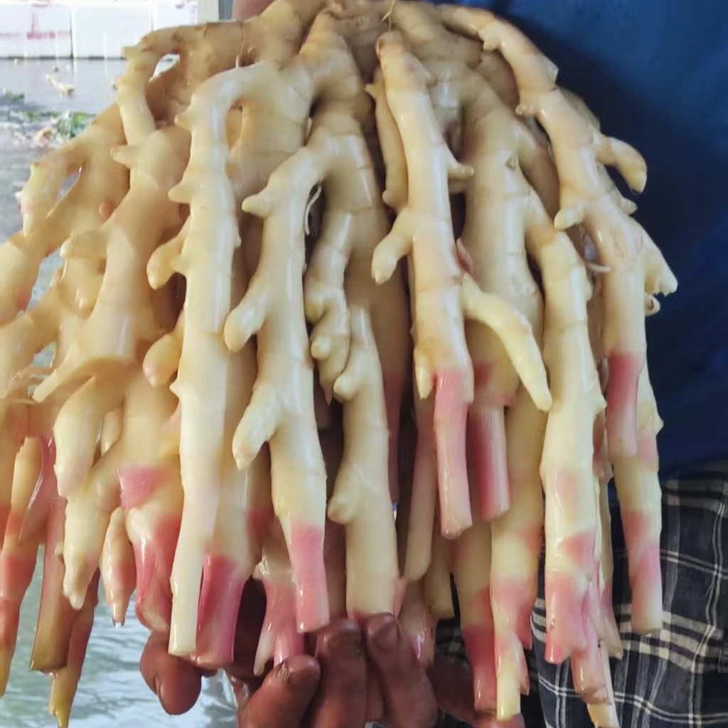 四川自贡五宝镇红芽竹根姜新鲜上市五指嫩姜农家现挖现发