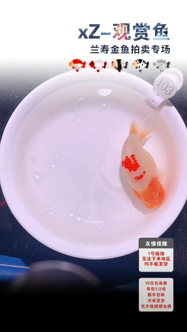 金鱼包装必拍未拍顺丰到付103号