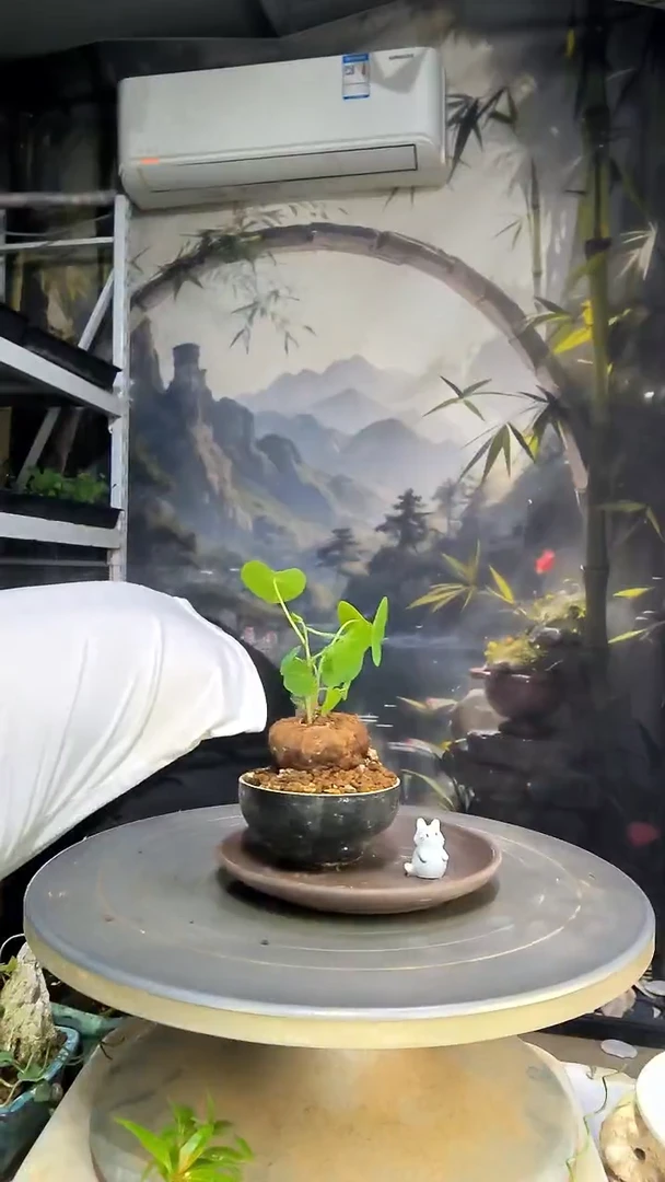 文*中青园艺一物一拍439