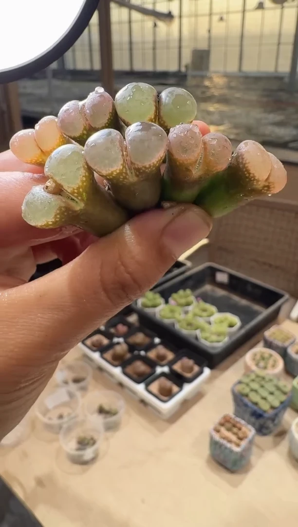 24多肉植物肉锥粉雾糖霜杂交风铃一颗