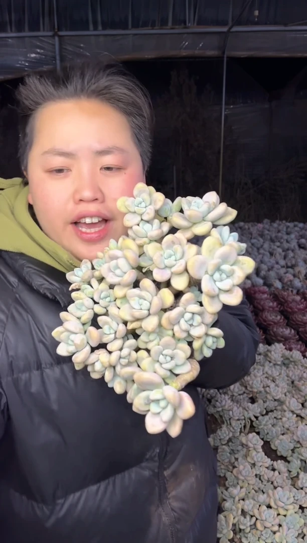 【闪购商品】100-丸叶香水洛神5.99