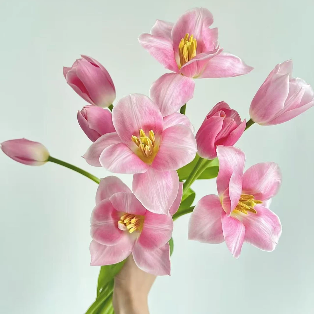 【年宵纳福】王朝粉郁金香 店内现货包邮