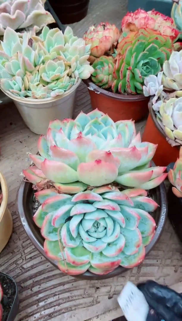 29049多肉植物一物一拍