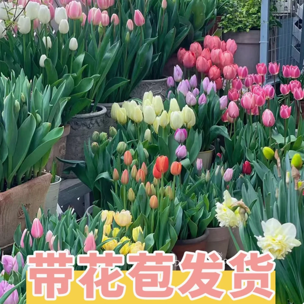 【郁金香合集】高品质郁金香鲜花基地直发水培鲜切花家庭插花手捧花