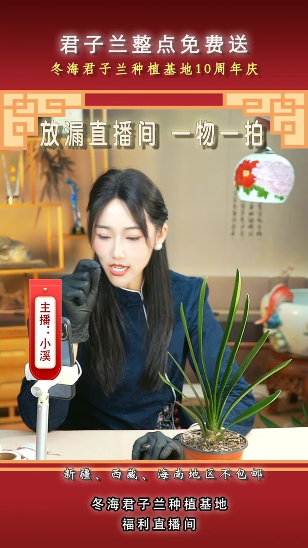 当前无花朵，栽培后可花朵一****3君子兰