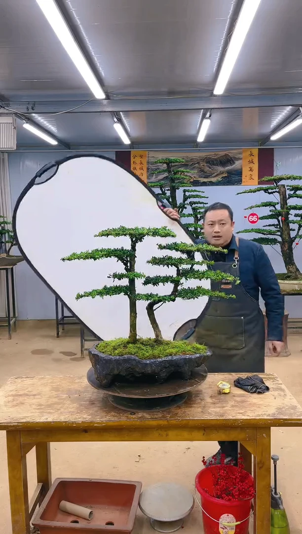 【闪购商品】精品盆景  一物一拍