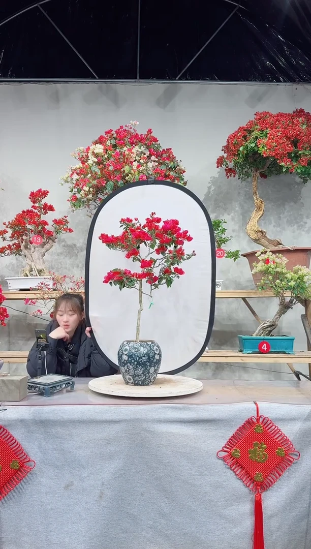 【闪购商品】盆景四季同安红