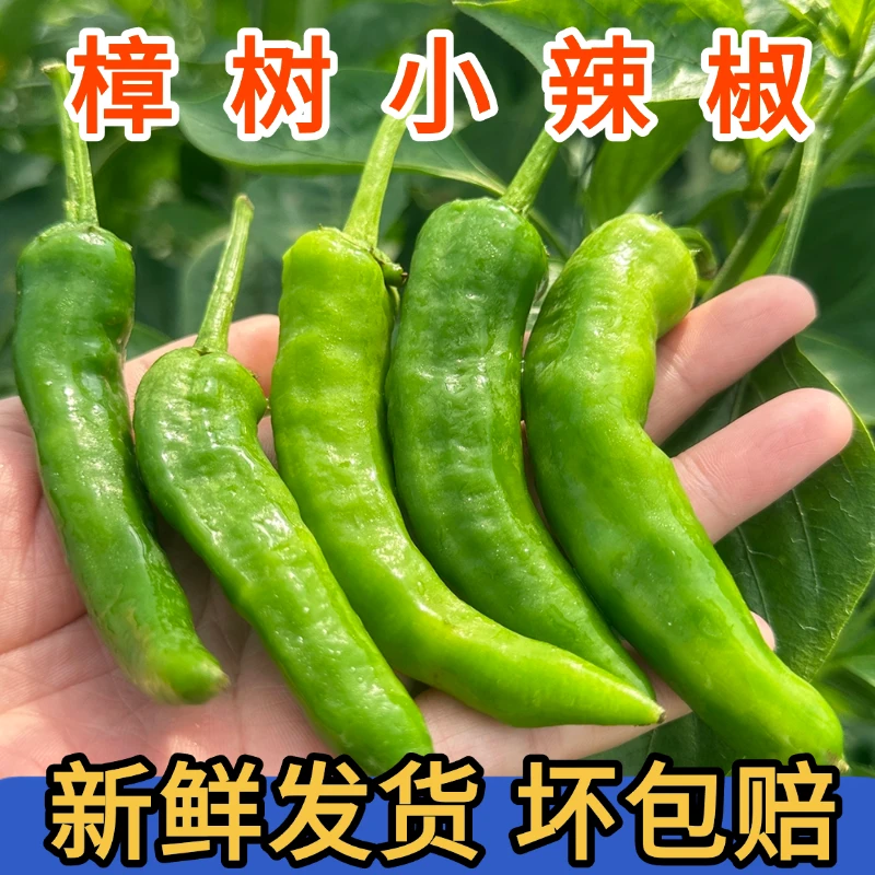 微辣樟树小辣椒新鲜现摘现发薄皮小辣椒樟树港品种小辣椒福建发货