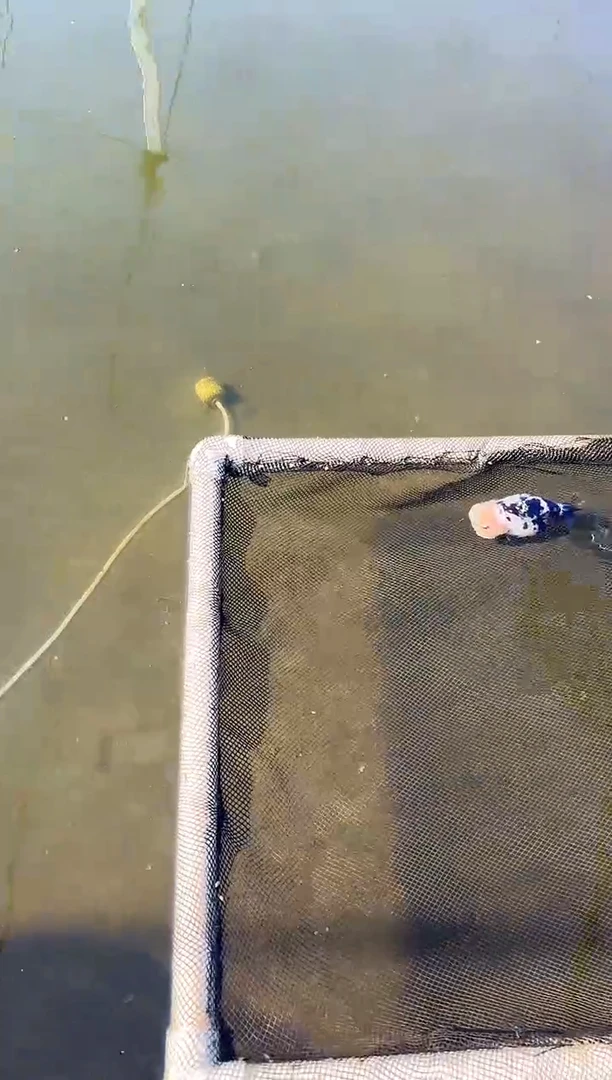 金鱼Y***g水娃娃渔场观赏鱼兰寿金鱼 不包邮