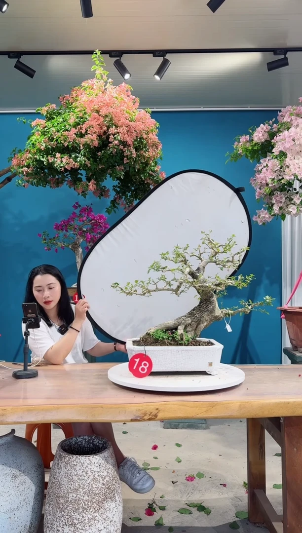 全部花朵小叶紫三角梅