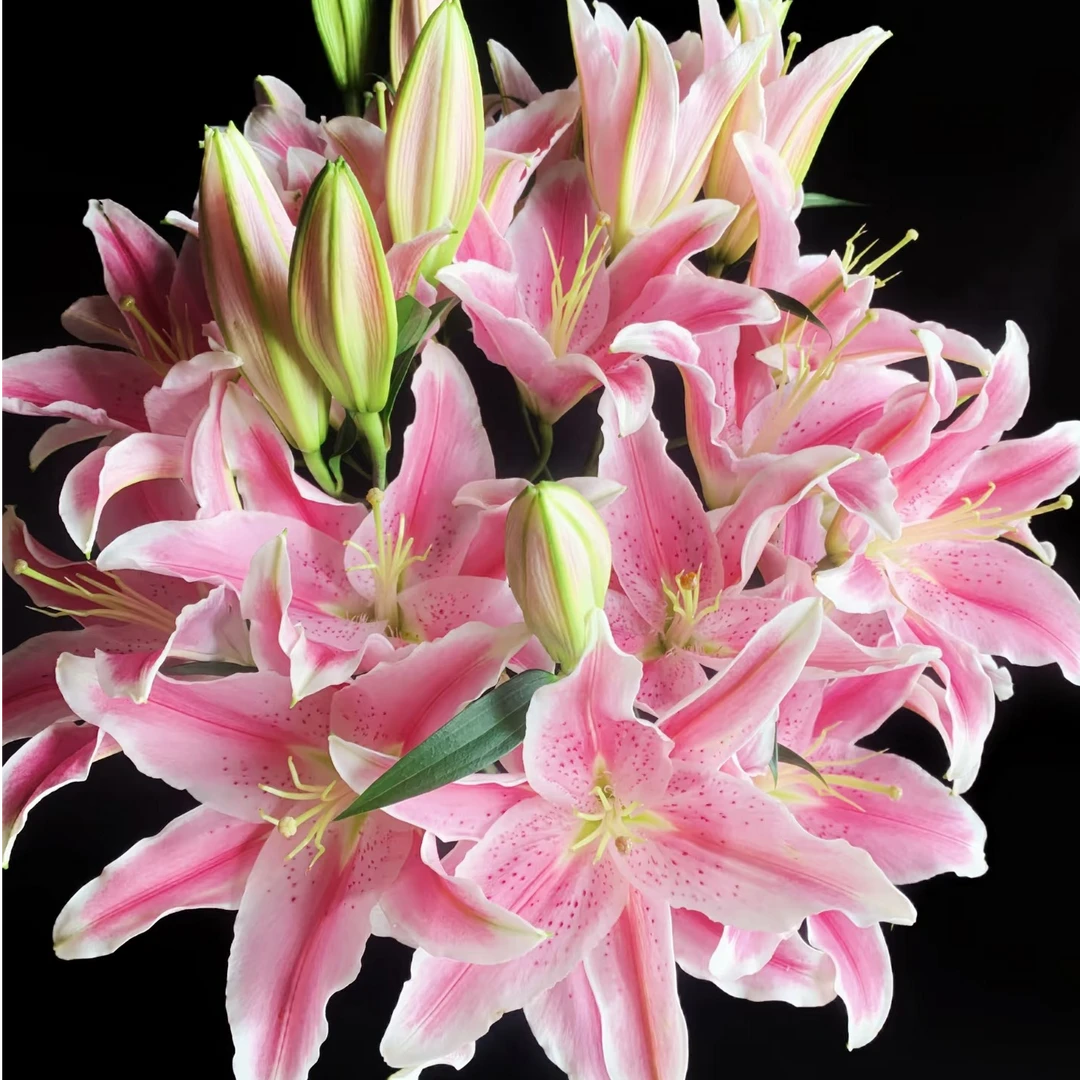 鲜花【粉红百合】同地址两单以上顺丰包邮送货上门+送配草1扎