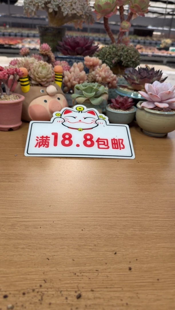 东云多肉园二店-76