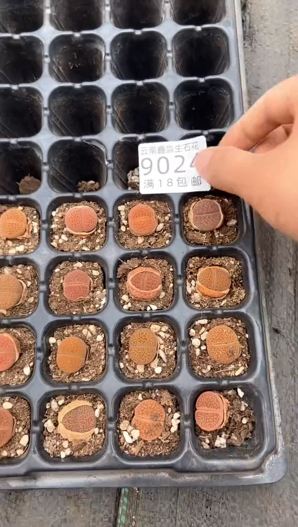 【闪购商品】9022特价4颗