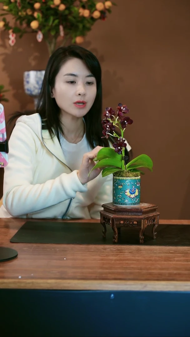 【闪购商品】盆景小黑猫 绿