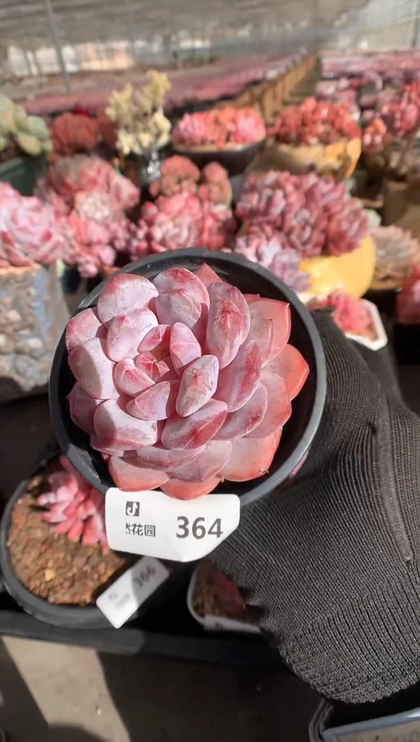 364粉星影一物一拍888