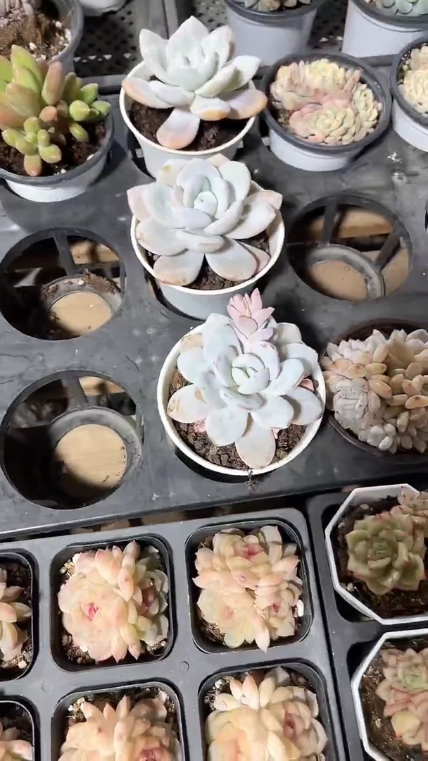 【闪购商品】100圆盆雪莲单头多肉