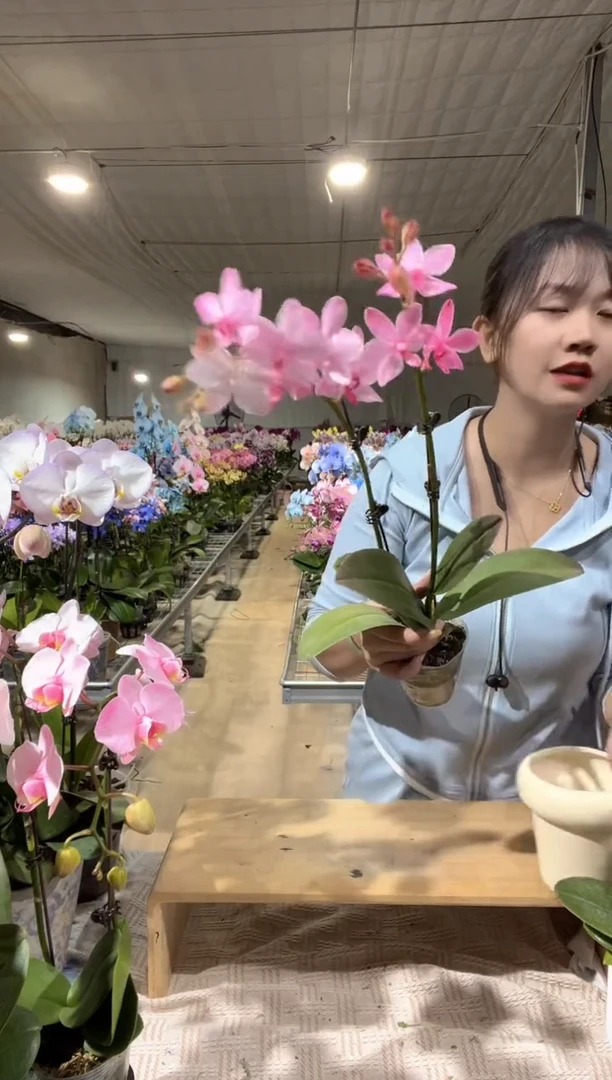 大部分开放少量花苞佳*.白水晶粉色马卡龙 1颗
