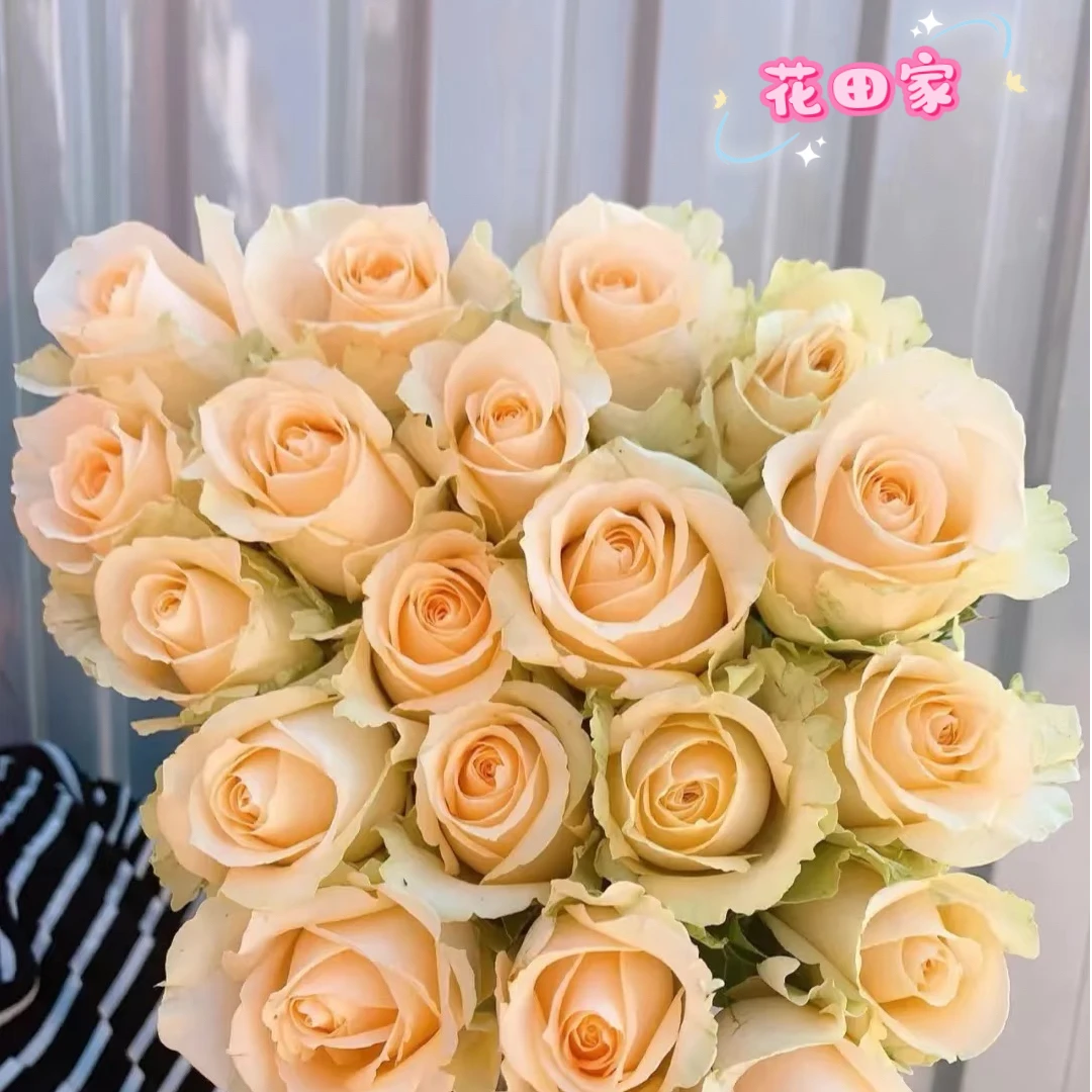 【香槟芭比组合】花田家玫瑰花