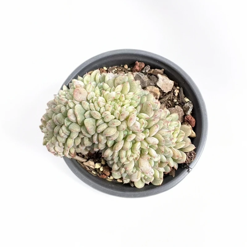 白胖子缀化（任意两单包邮）