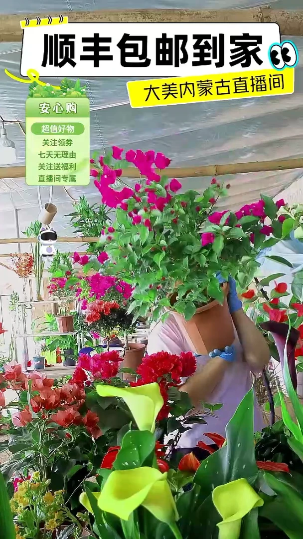 完全开放云南紫三角梅顺丰包邮
