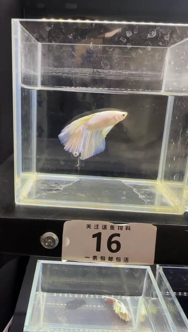 斗鱼直播竞拍链接16