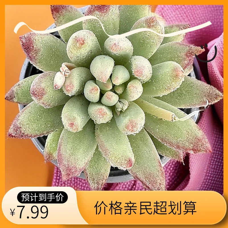 虞美人 （一代虞美人）带盆带土（任意两单包邮实物以直播为准）